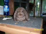 tiere sept 2009 017.jpg